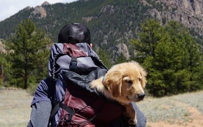 Tips for Traveling with Your Pets